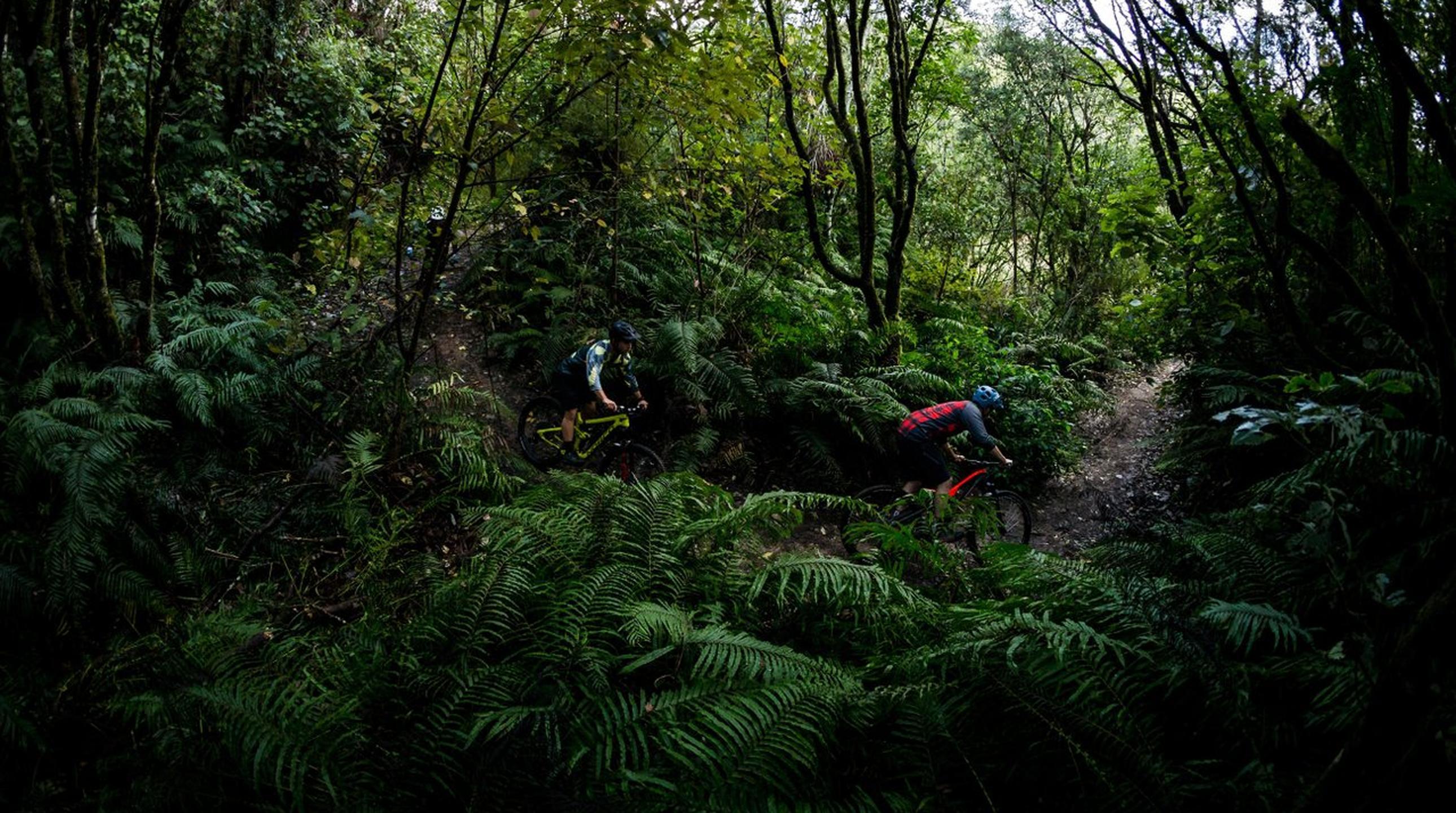 Whakaipo Section of the Great Lake Trails