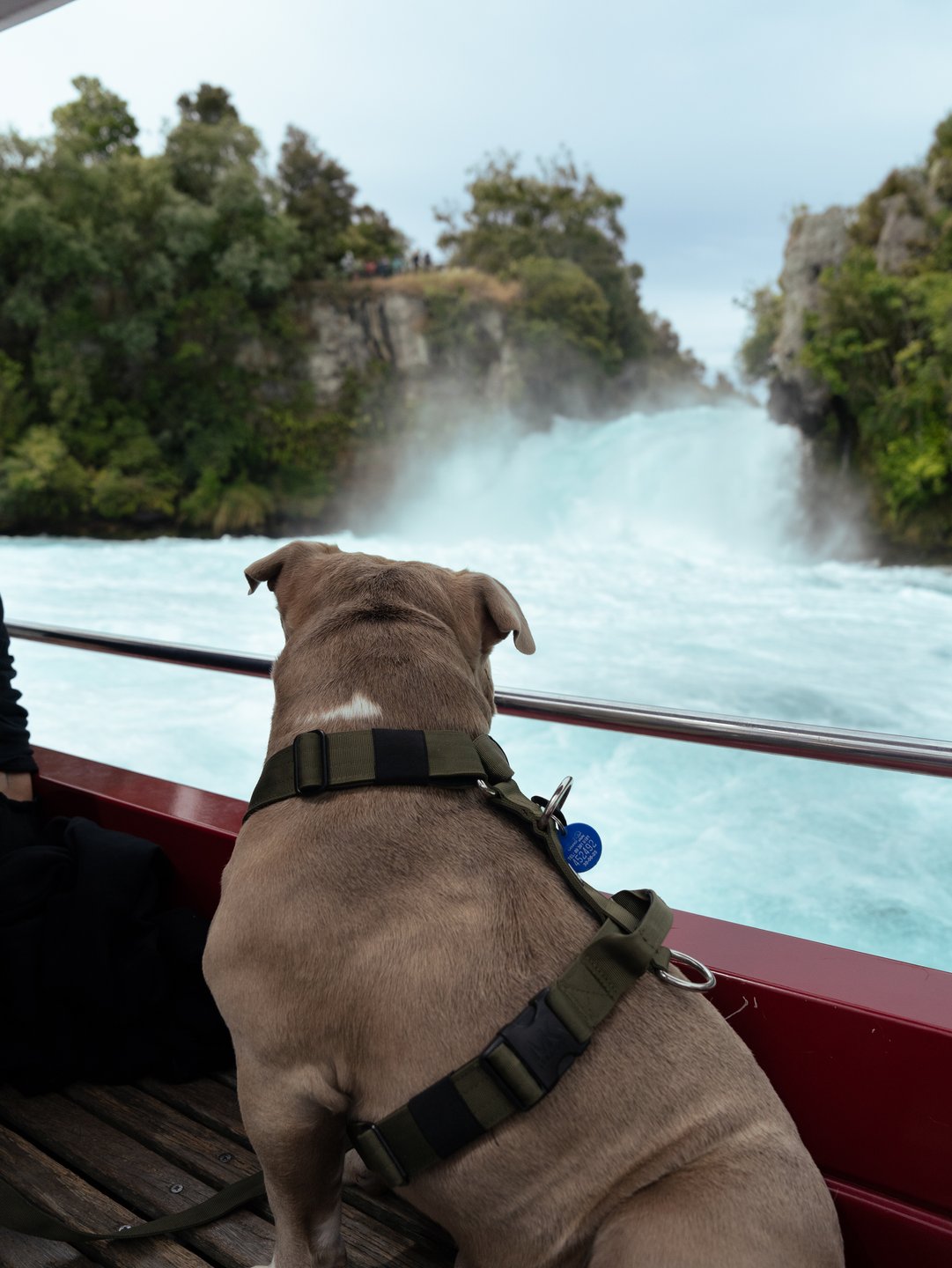 2506_taupo_boat_huka_falls_dog