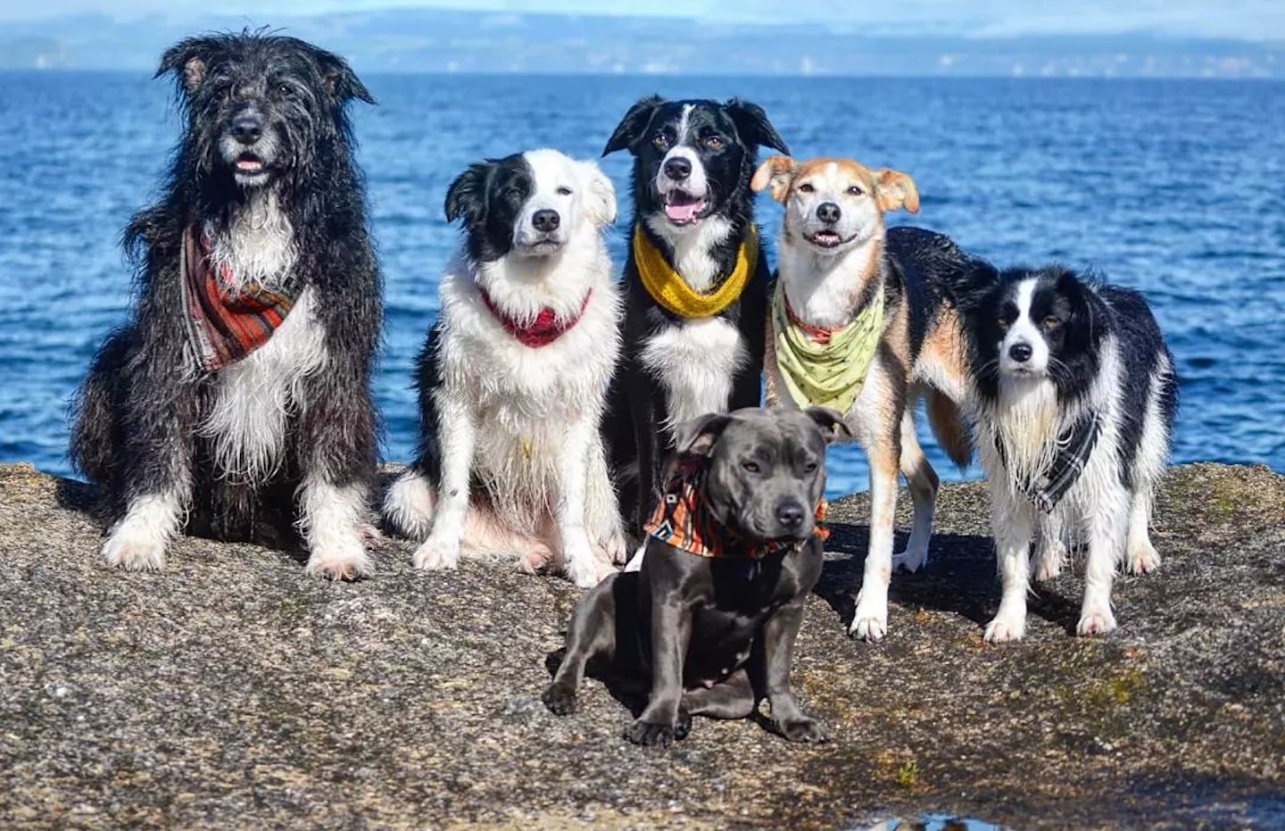 International Dog Day: Is Taupo the most dog-friendly town in New Zealand? by Megan Wood for nzherald.co.nz
