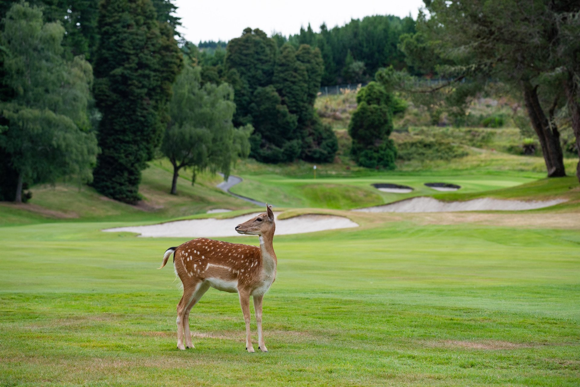 WAIRAKEI-golf-sanctuary-Taupō