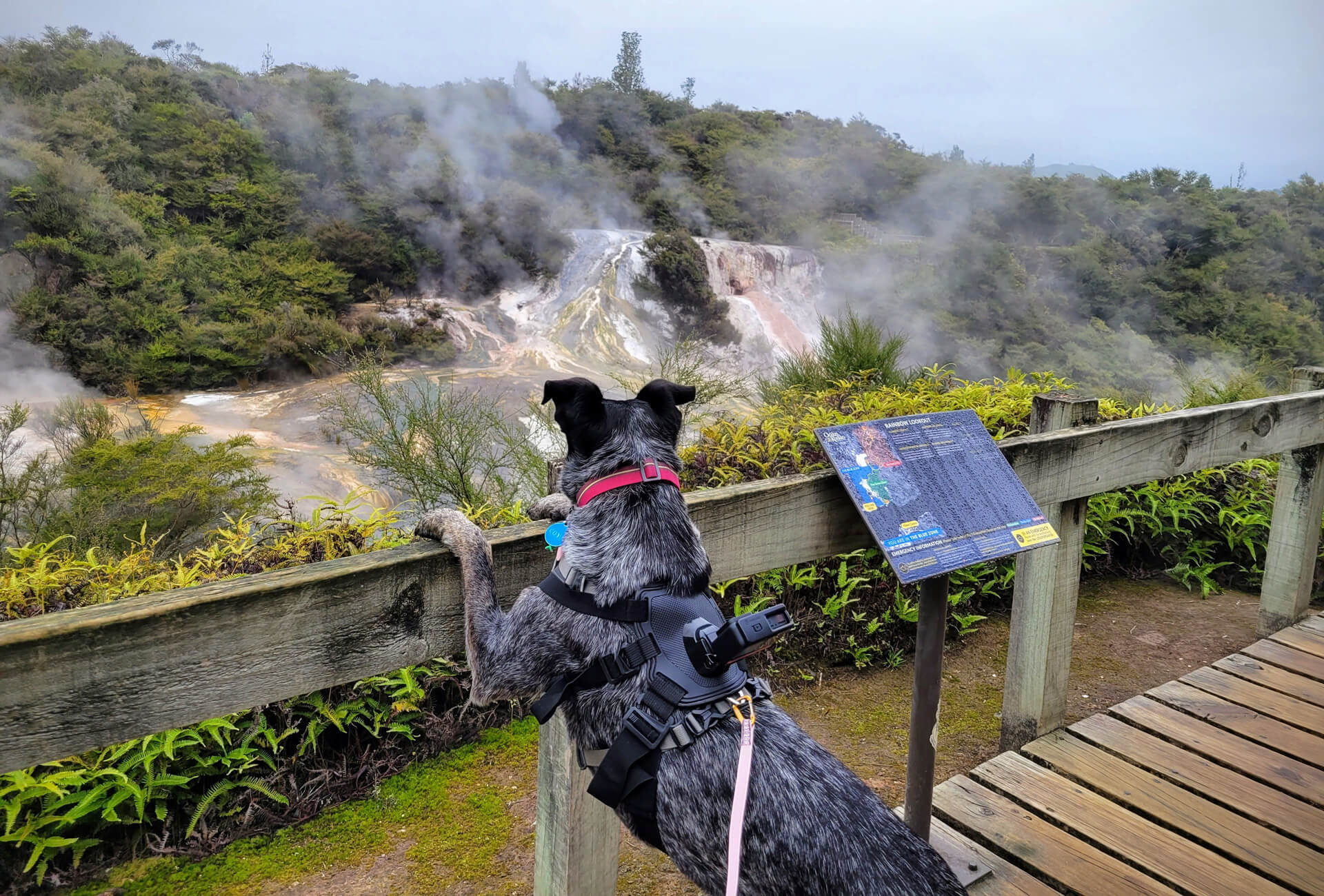 2504_img_taupo_region_orakei_korako_geothermal_steam_dog_friendly-1