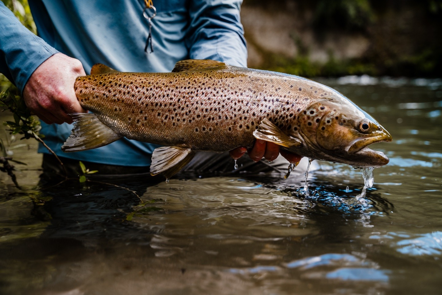 Best Fly Options for Winter Fishing Taupo - Creel Tackle House